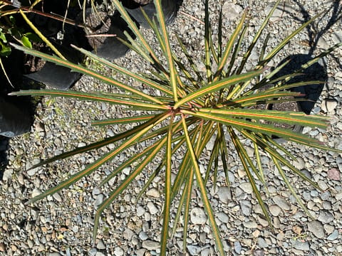 Pseudopanax crassifolius 'Fiddlesticks'