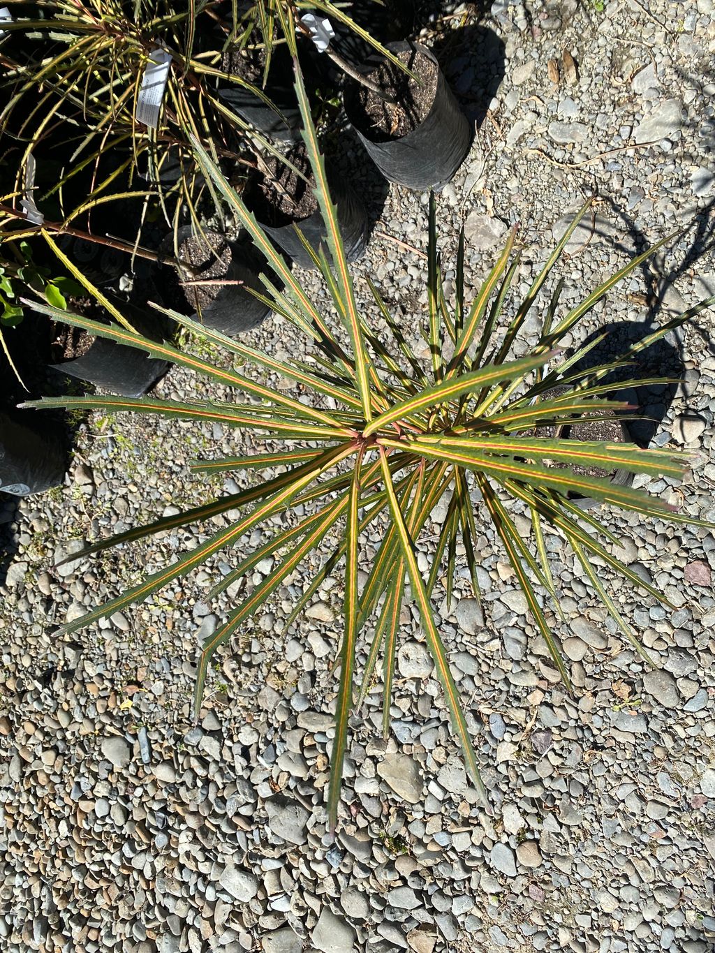 Pseudopanax crassifolius 'Fiddlesticks' (horoeka), seen from above, with long narrow serrated dark green leaves and orange-yellow midribs radiating over gravel, with potted plants behind.