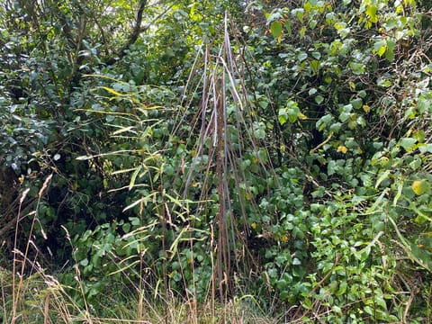 Pseudopanax crassifolius