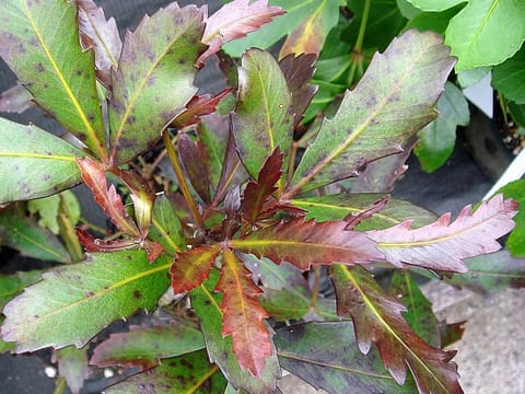 Pseudopanax lessonii 'Dreamtime'