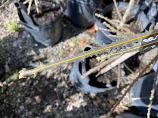 Pseudopanax ferox (horoeka) juvenile leaf, long and narrow with sharp toothed edges and an orange midrib, held over nursery planter bags.