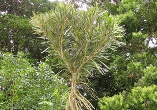 Pseudopanax ferox (horoeka) with a slender trunk branching into narrow, toothed green leaves and pale flower clusters, set against dense forest foliage.