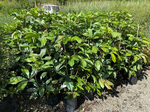 Pseudopanax laetus