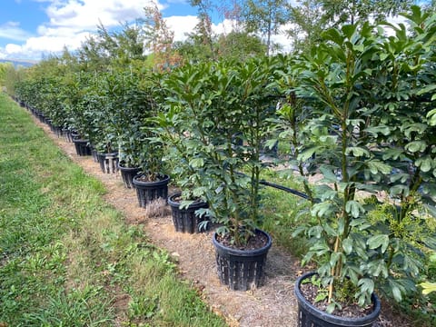 Pseudopanax lessonii 'Adiantifolius'