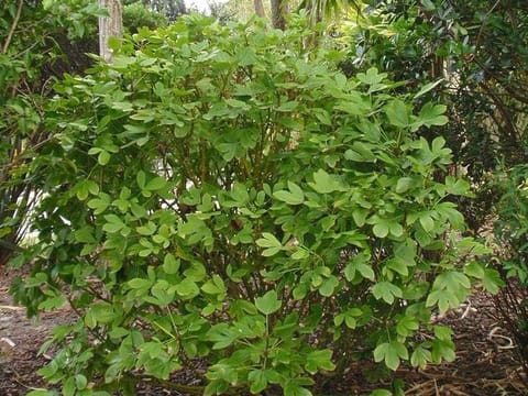 Pseudopanax lessonii 'Cyril Watson'
