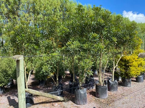 Pseudopanax lessonii 'Dark Star'
