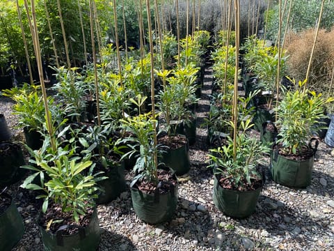 Pseudopanax lessonii 'Gold Finger'