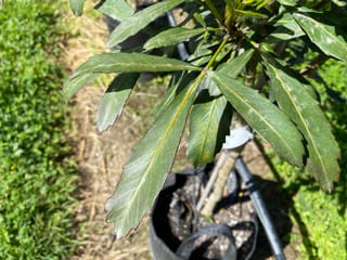 Pseudopanax lessonii 'Moa's Toes' (houpara) in a black planter bag, with dark green, narrow serrated leaflets spreading from a pale central stem.