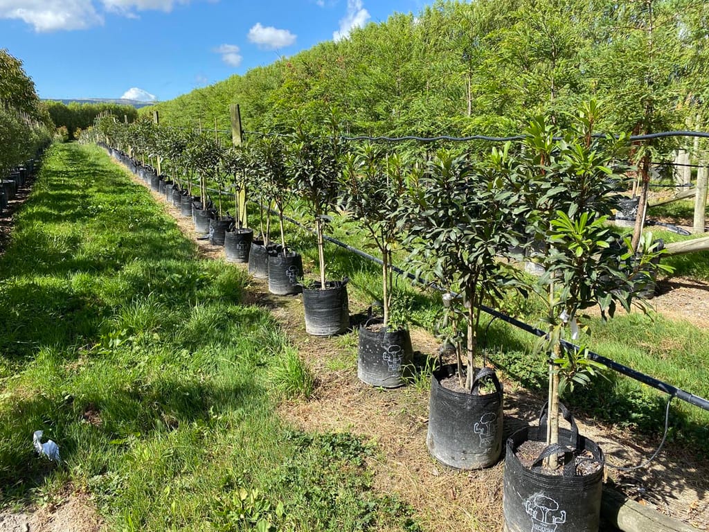 Row of Pseudopanax lessonii 'Moa's Toes' (houpara) young trees on clear stems in black planter bags, growing in a nursery field beside a grassy path.