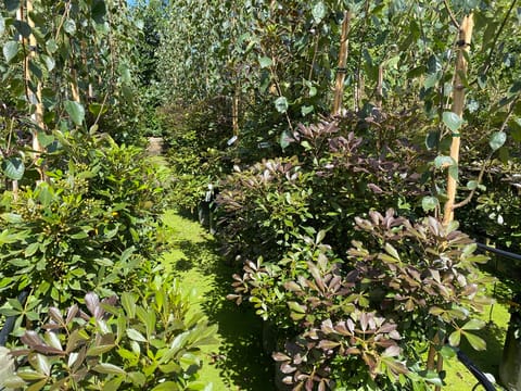 Pseudopanax lessonii 'Purpurea'