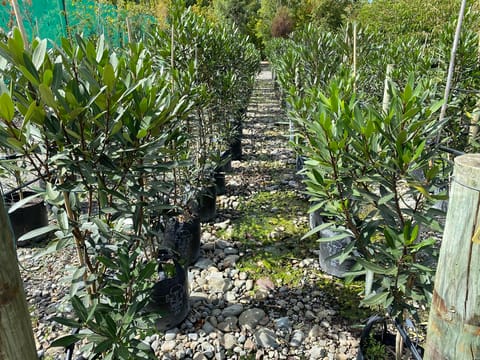 Pseudopanax lessonii 'Sabre'