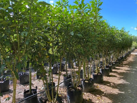 Pseudopanax lessonii 'Trident'