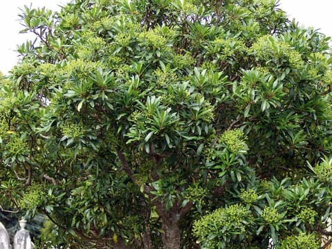 Pseudopanax lessonii