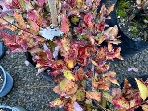 Pseudowintera colorata 'Red Hot'