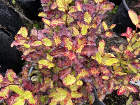 Pseudowintera colorata 'Red Leopard'