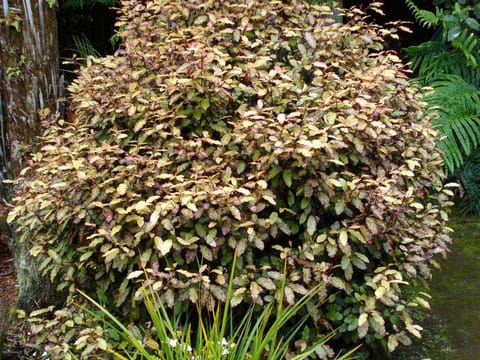 Pseudowintera colorata