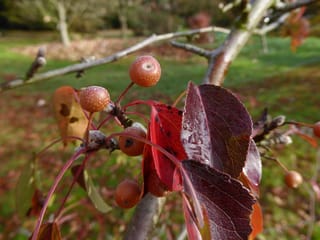 Pyrus betulifolia 'Autumn Leaves' (Birchleaf Pear) branch with small russet-brown fruit on red stalks and deep red-purple autumn leaves, grass behind.