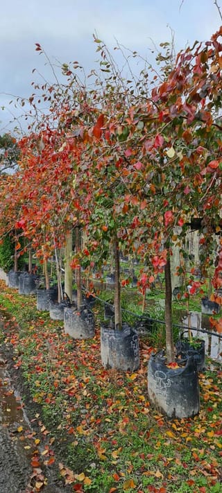 Pyrus betulifolia 'Autumn Leaves' (Birchleaf Pear) standard trees in planter bags, with red, orange and green autumn foliage and fallen leaves on the ground.