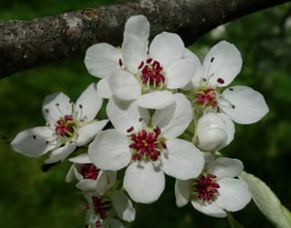 Close-up of white spring blossom on Pyrus betulifolia 'Autumn Leaves' (Birchleaf Pear), with five rounded petals, crimson-red anthers and a dark branch above.