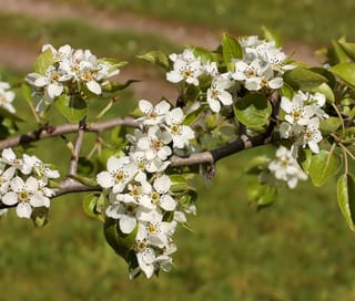 Pyrus betulifolia 'Autumn Leaves' (Birchleaf Pear) branch with clusters of white spring blossom and fresh green leaves against a blurred grassy background.