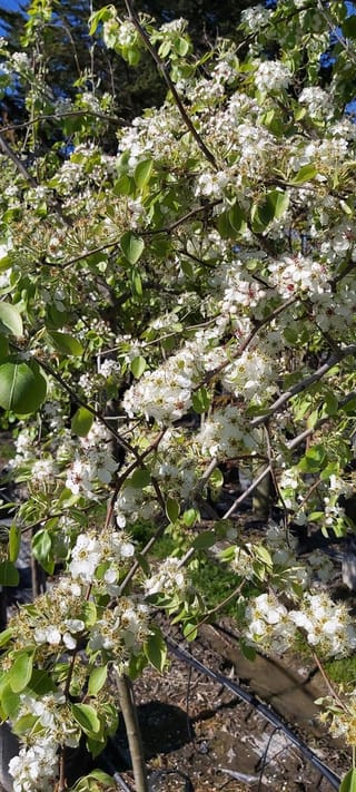 Pyrus betulifolia 'Autumn Leaves' (Birchleaf Pear) in spring, with clusters of white blossom and fresh green leaves on slender branches.