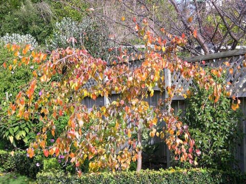 Pyrus betulifolia 'Autumn Leaves'