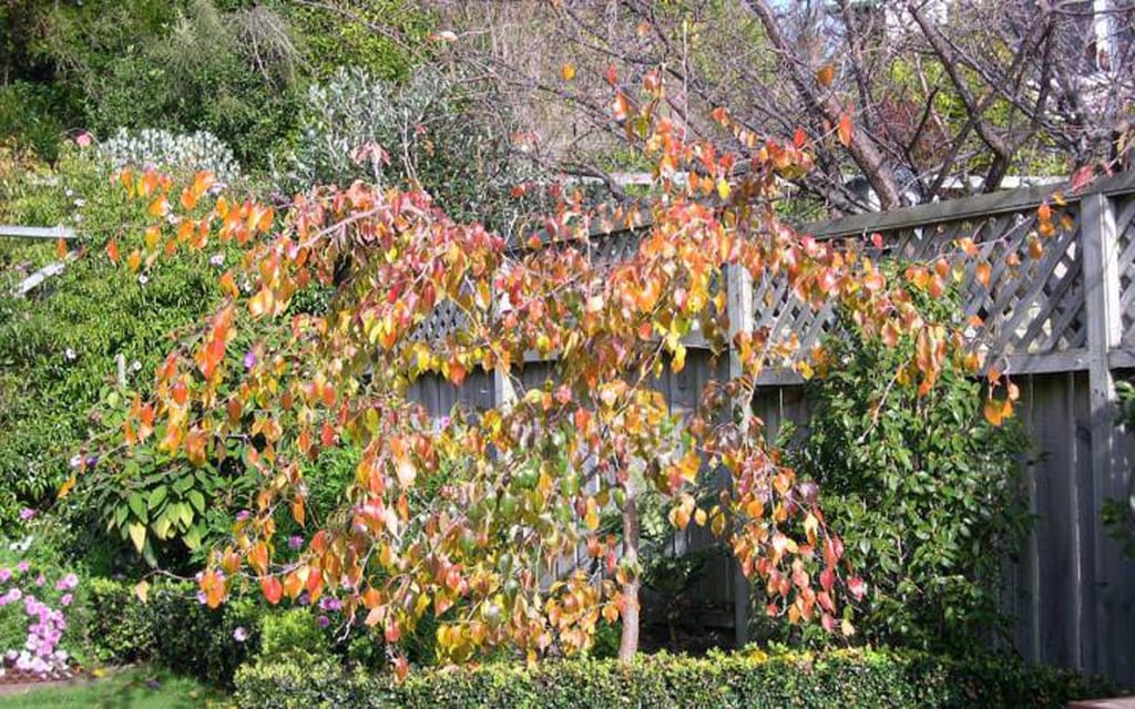 Pyrus betulifolia 'Autumn Leaves' (Birchleaf Pear), a small tree with arching branches of orange, red and yellow autumn foliage beside a timber lattice fence.