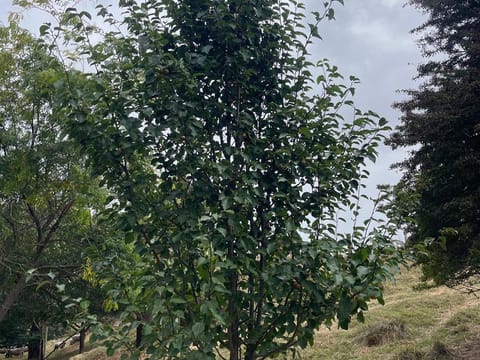 Pyrus calleryana 'Amber Pillar'