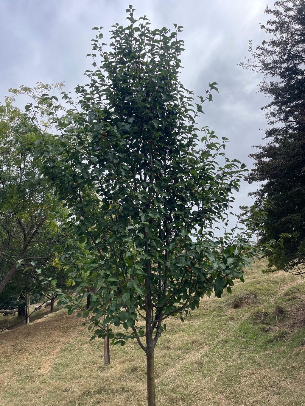Pyrus calleryana 'Amber Pillar' (Callery Pear), a young columnar tree with dark green summer leaves and small fruit, growing on a grassy slope.