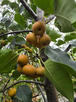 Pyrus calleryana 'Amber Pillar' (Callery Pear) with clusters of round golden-brown fruit hanging among glossy green leaves on dark branches.