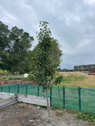 Pyrus calleryana 'Amber Pillar' (Callery Pear), a young upright tree with glossy green leaves and many small brown fruit, growing beside a green mesh fence.
