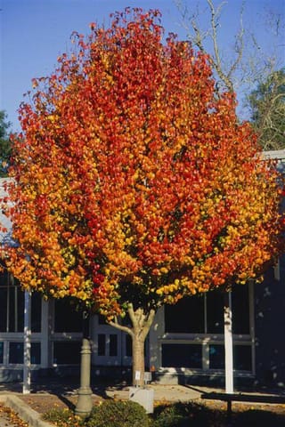 Pyrus calleryana 'Aristocrat' (Callery Pear) in autumn, a dense rounded canopy of red, orange and yellow leaves on a single trunk beside a building.