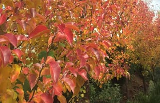 Pyrus calleryana 'Aristocrat' (Callery Pear) in autumn, with red, orange and yellow leaves on branches and a row of trees beyond.