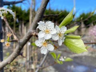 Pyrus calleryana 'Aristocrat' (Callery Pear) in spring, with white blossoms and fresh green leaves on a bare grey branch in a nursery.