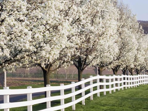 Pyrus calleryana 'Aristocrat'