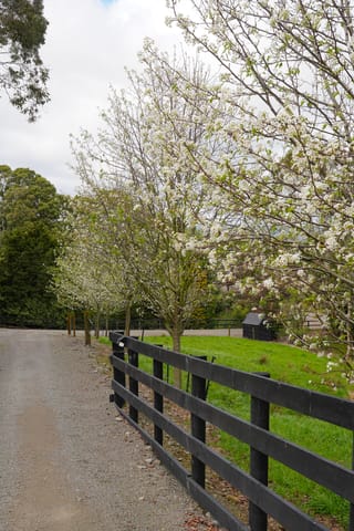 Pyrus calleryana 'Aristocrat' (Callery Pear) trees covered in white spring blossom, lining a gravel driveway beside a black post-and-rail fence and green paddock.