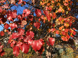 Pyrus calleryana 'Bradford' (Callery Pear) in autumn, with glossy red, orange and yellow leaves on branches against a blue sky.