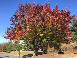 Pyrus calleryana 'Bradford' (Callery Pear) in autumn, with a broad spreading crown of red, orange and yellow leaves beside a car park under clear blue sky.