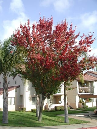 Pyrus calleryana 'Bradford' (Callery Pear) in autumn, its crown turning red and green, growing on a lawn beside palms and low apartment buildings.
