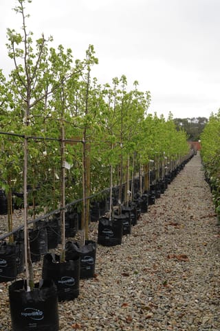 Pyrus calleryana 'Bradford' (Callery Pear) saplings in black planter bags, staked in neat rows along a gravel path, with fresh green spring leaves.