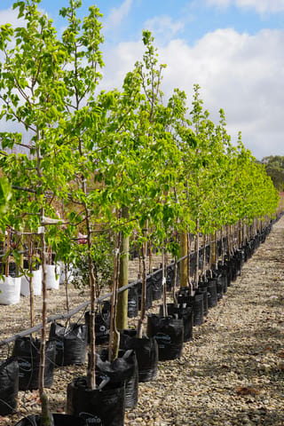 Pyrus calleryana 'Bradford' (Callery Pear) standards in a long row, planted in black planter bags on gravel, with bright green spring foliage and staked trunks.