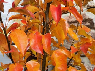 Pyrus calleryana 'Candelabra' (Callery Pear) close-up of upright dark stems with glossy autumn leaves in vivid orange, red and yellow, set against a stone wall.