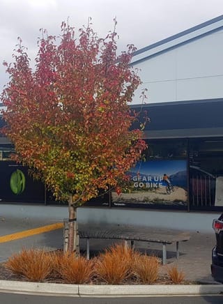Pyrus calleryana 'Candelabra' (Callery Pear) in autumn, a young upright tree with red, orange and green leaves, planted beside a bench and bronze tussocks.