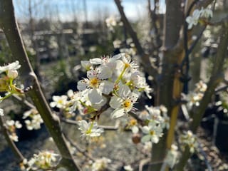 Pyrus calleryana 'Candelabra' (Callery Pear) in spring, with clusters of white blossom on upright grey-green stems in a nursery.