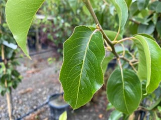 Close-up of glossy green leaves with fine veins and wavy edges on a Pyrus calleryana 'Candelabra' (Callery Pear) branch, with potted nursery stock behind.
