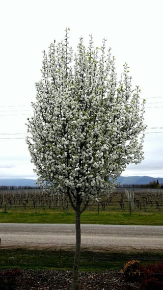 Pyrus calleryana 'Candelabra' (Callery Pear) in spring, a narrow upright tree covered in white blossom, beside a gravel road and vineyard.