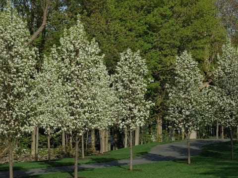 Pyrus calleryana 'Candelabra'