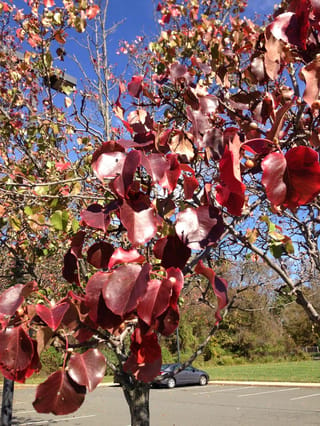 Pyrus calleryana 'Kea' (Callery Pear) in autumn, with glossy red and burgundy leaves and small brown fruit on branches beside a car park.