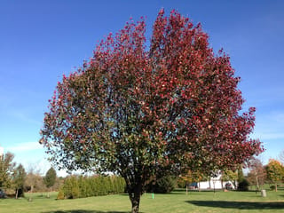 Pyrus calleryana 'Kea' (Callery Pear) as a rounded, multi-branched tree with red and green autumn foliage, standing on a lawn under blue sky.