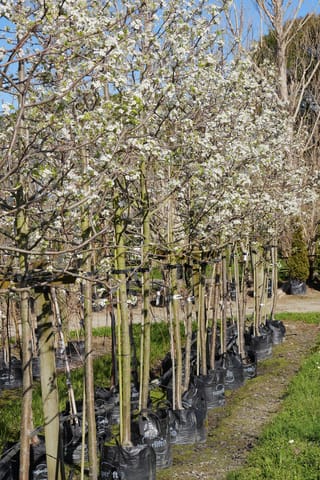 Pyrus calleryana 'Kea' (Callery Pear) trees covered in white spring blossom, staked in a row in black planter bags at a nursery.